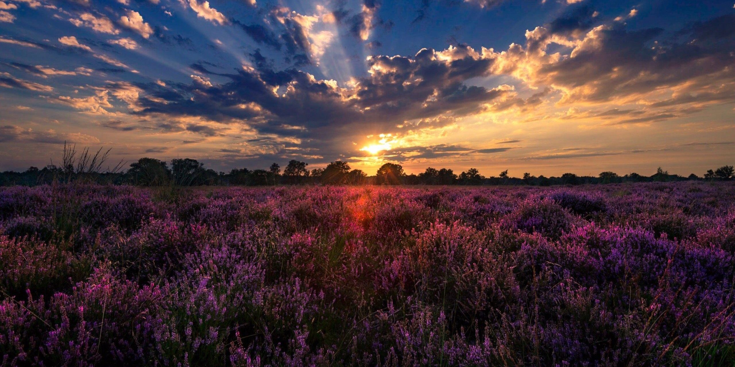 de-kampinase-heide-in