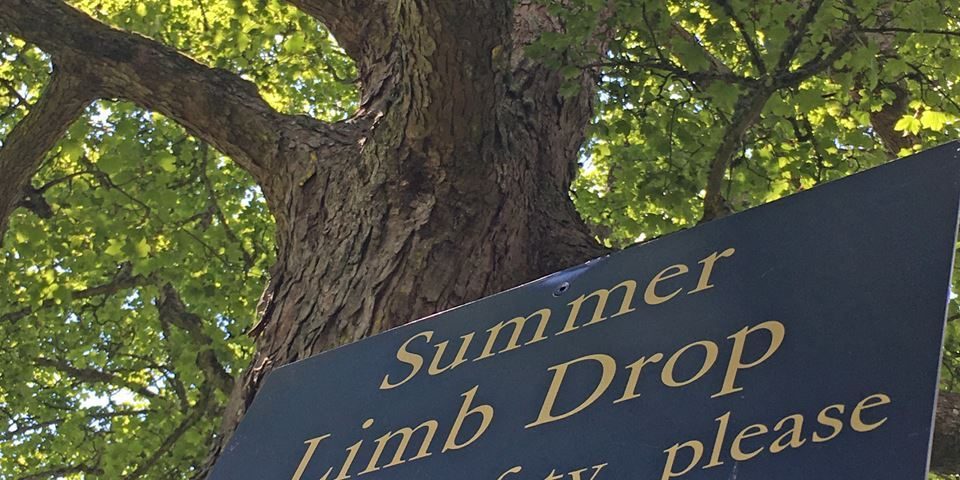 SBD Sign Scone